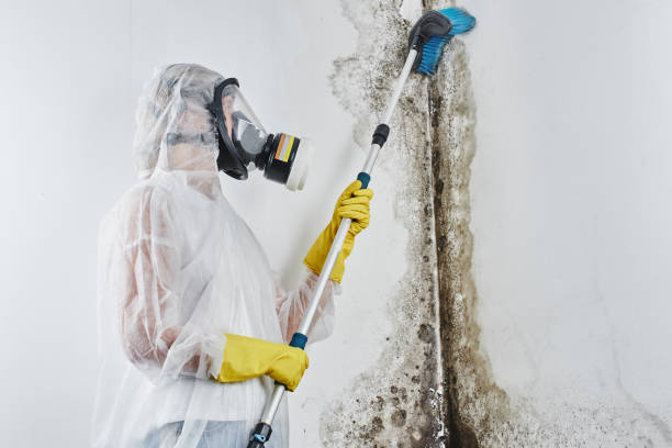Best Localized Mold Remediation (e.g., coastal areas, humid climates) in Spencer, TN