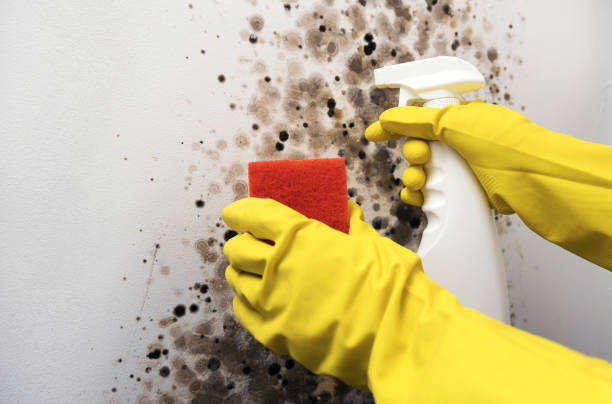 Best Basement Mold Remediation in Spencer, TN