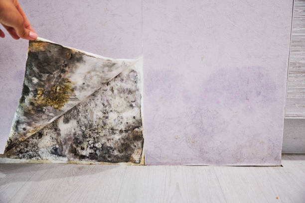 Best Mold Remediation for Specific Building Types in Spencer, TN